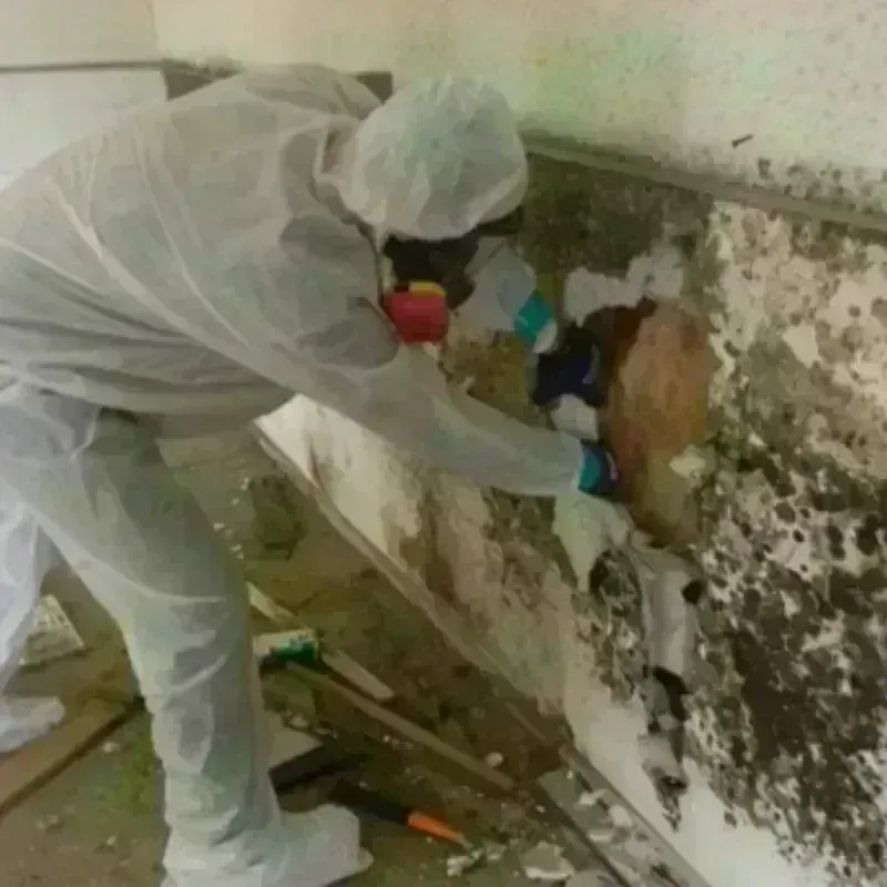 Mold Remediation and Removal in McDuffie County, GA